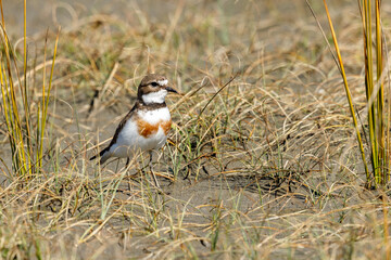 Female Double-banded Dotterel in Australasia