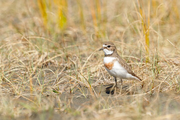 Female Double-banded Dotterel in Australasia