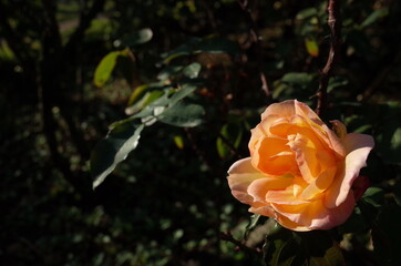 Orange blend Flower of Rose 'Philippe Noiret' in Full Bloom
