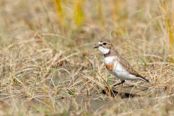 Female Double-banded Dotterel in Australasia