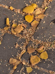 yellow autumn leaves covered the paving slabs