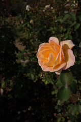 Orange blend Flower of Rose 'Philippe Noiret' in Full Bloom
