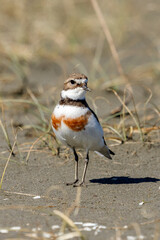 Female Double-banded Dotterel in Australasia