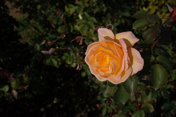 Orange blend Flower of Rose 'Philippe Noiret' in Full Bloom
