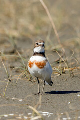 Female Double-banded Dotterel in Australasia