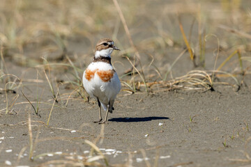 Female Double-banded Dotterel in Australasia