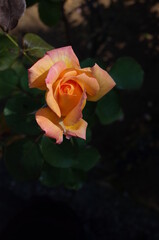 Orange blend Flower of Rose 'Philippe Noiret' in Full Bloom
