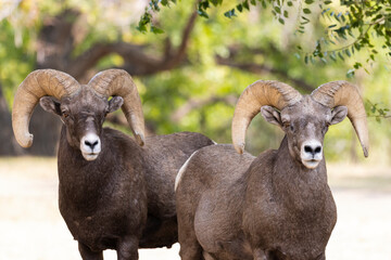 Bighorn Sheep in Waterton Autumn