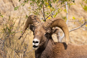 Bighorn Sheep in Waterton Autumn