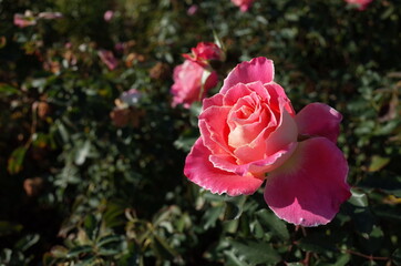 Light Pink Flower of Rose 'Pink Lady Ruffle' in Full Bloom
