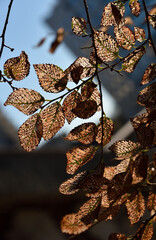 In hot summer the leaves of the tree are eaten by a pest