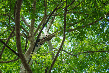 Indian Giant Squirrel