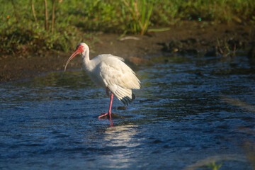 Tropical ibis Bird in a river in Costa Rica
