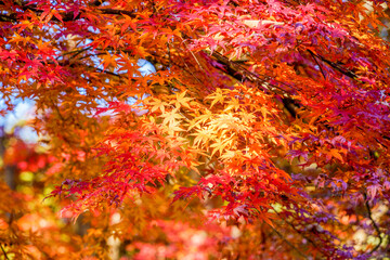 スポットライトを浴びる紅葉・岡寺