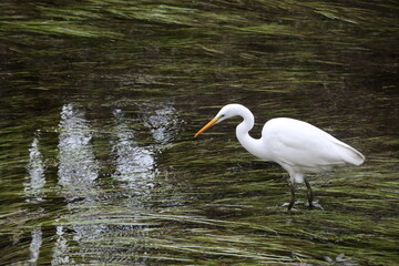 川で餌を探すシラサギ