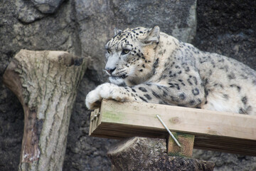 ユキヒョウ