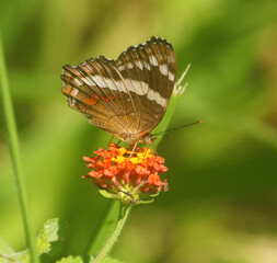 Tropical buttefly on a flower in Costa Rica