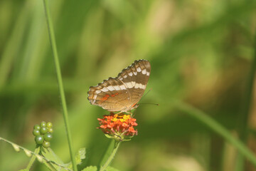 Tropical buttefly on a flower in Costa Rica
