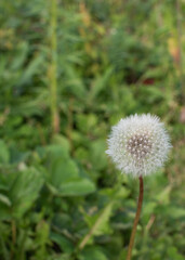 Photo of Dandelion on a green meadow.