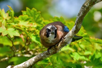 警戒する休憩中のカケス