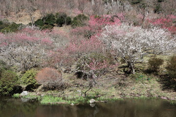 湯河原・幕山公園の梅林