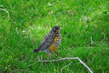 Robin Chick