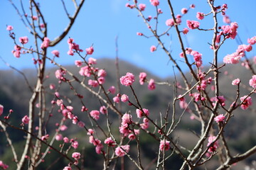 梅の花