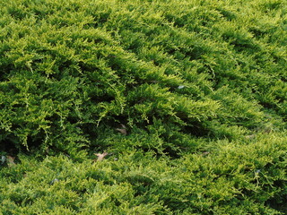green grass in the garden