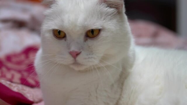A cute pure white British Shorthair cat grooming its fur