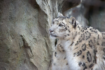 Obraz premium 雪豹