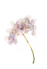 pink hydrangea on the white background