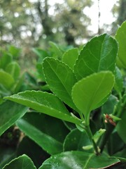 green leaves in the garden