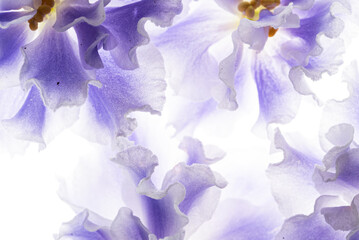 blue violet on the white background