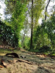 forest in the morning