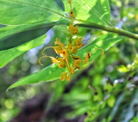 ant on a flower, yellow flowe in the forest