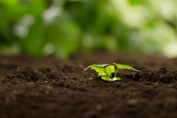 Seedlings of vegetable grow on good soil with light at nursery farm