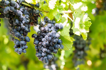 Black grapes on a vine close up