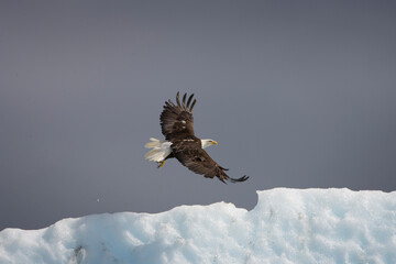 Bald Eagle and Iceberg, Alaska