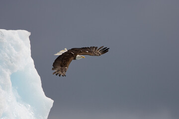 Bald Eagle and Iceberg, Alaska