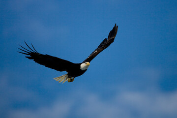 Bald Eagle in Flight, Alaska