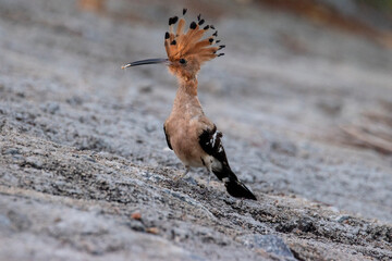 Eurasian Hoopoe  © karthikeyan7488