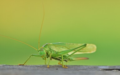 Großes Heupferd (Tettigonia viridissima)