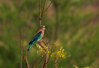 Indian Roller bird perched on a branch