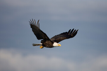 Bald Eagle in Flight, Alaska