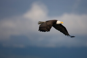 Bald Eagle in Flight, Alaska