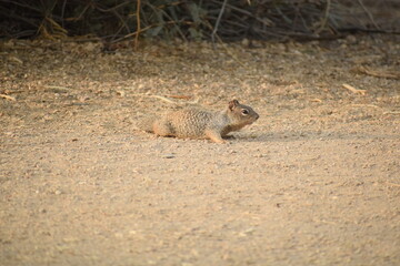 Ground Squirrel Sniffing Out Danger