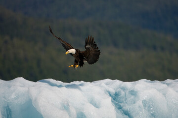 Bald Eagle Lands on Iceberg, Alaska