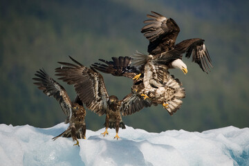 Bald Eagles Fighting on Iceberg, Alaska