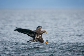 Bald Eagle Fishing for Herring, Alaska