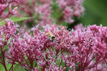 Bee On The Flowers, U of A Botanic Gardens, Devon, Alberta